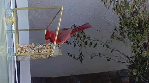 Cardinal Pair Feeding