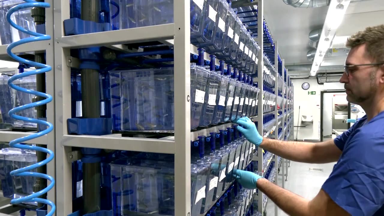 Could zebrafish help unlock secrets of human diseases?