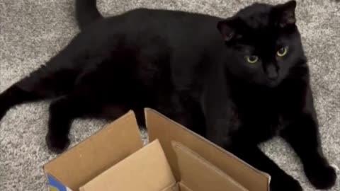 Adopting a Cat from a Shelter Vlog - Cute Precious Piper Guards the Recycled Shipping Boxes #shorts