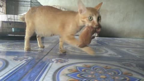 Mother cat "eats" her kitten compilation.