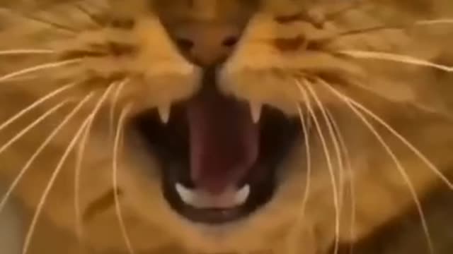 Cute funny cat