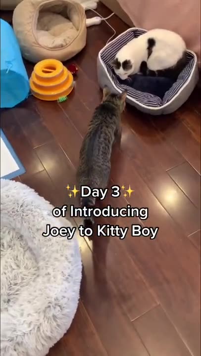 Cute cats and kittens