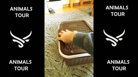 Funniest Dog and Cat Moments That Will Make Your Day