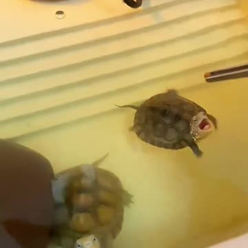 TURTLE FUNNY VIDEOS