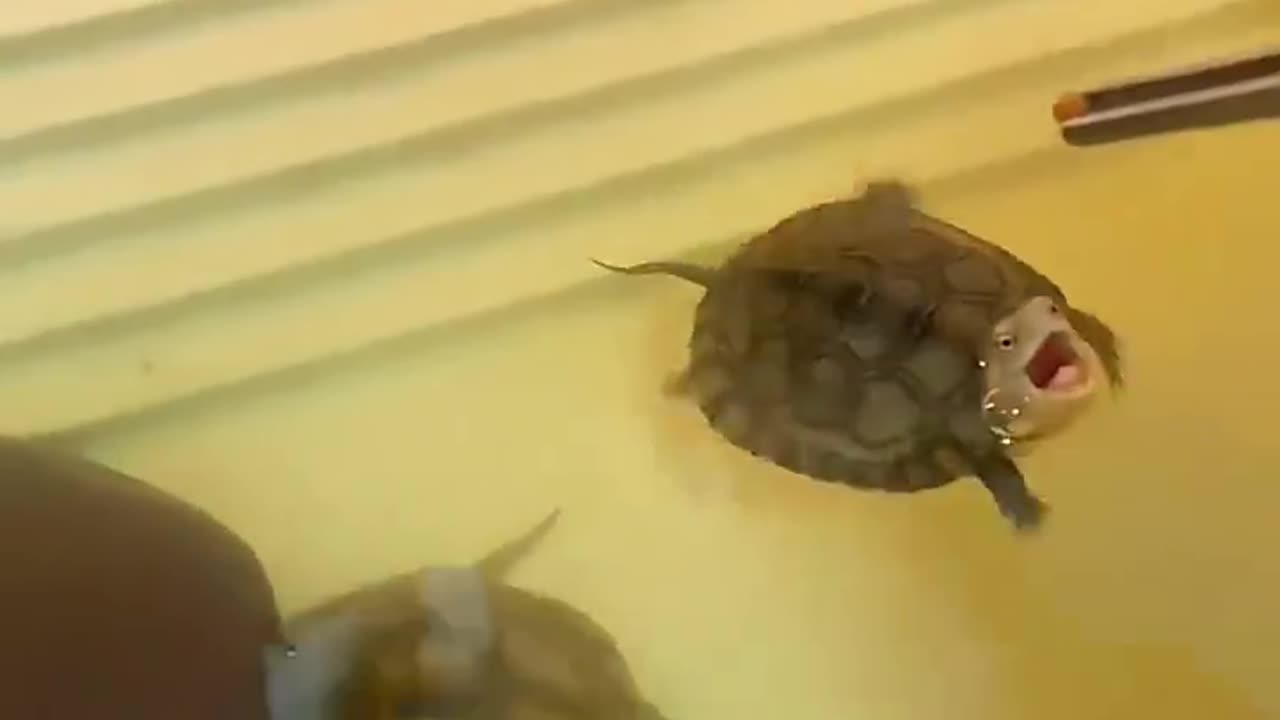 TURTLE FUNNY VIDEOS