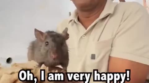 Temple In India Where Rats Are Worshipped