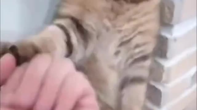 Funny cat | don't try to hold back laughter | look at this