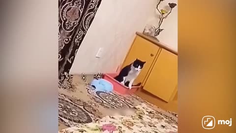 Funny cats