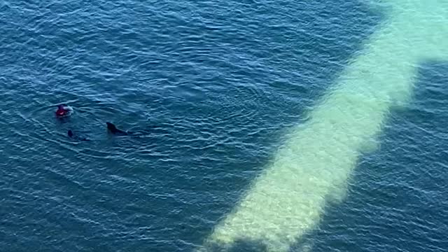 Monk Seal Attacks Tourist