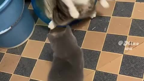 LOL, Latest Funny Cute Cats Videos Trending Cat Shorts Compilations 😺😁😂 -EPS670
