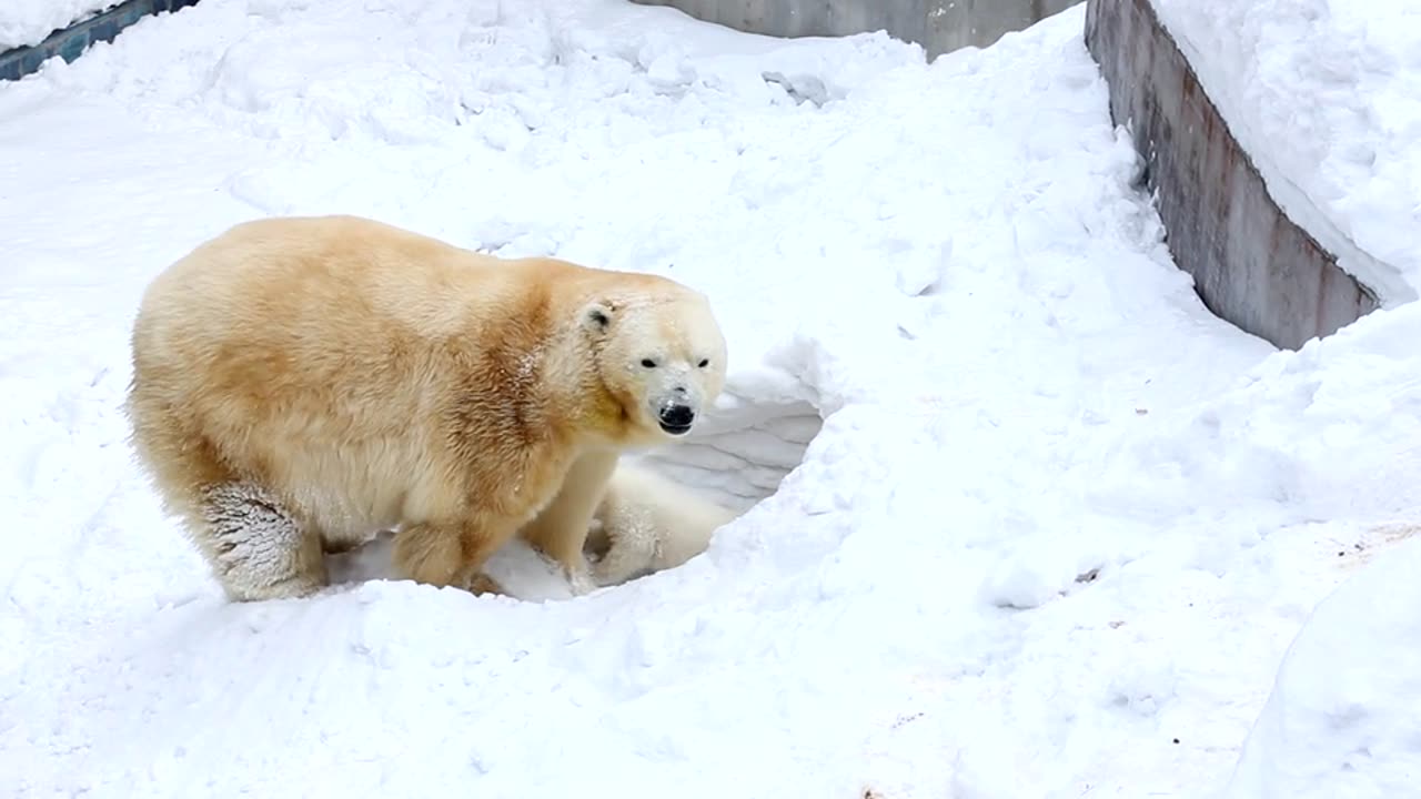 Cute baby 😍# polar bear #entry # in home # good looking # rumble videos 🤩