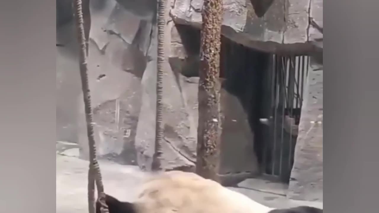 Unlucky Panda