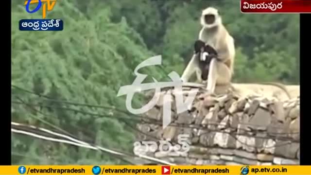 Monkey saving a small Dog from a Pig Attack at Karnataka