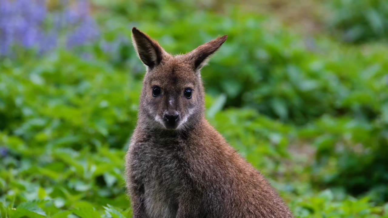 Kangaroo