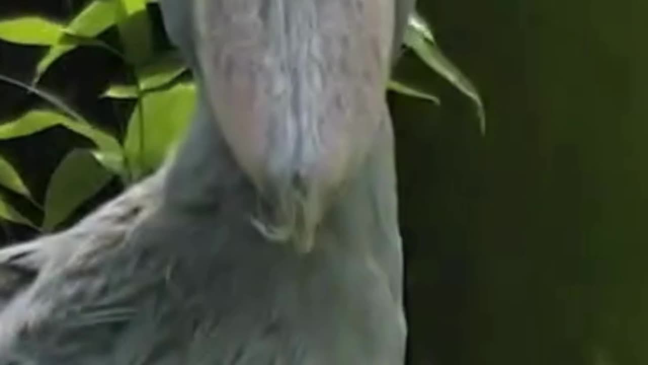 The living dinosaur that sounds like a machine gun: Shoebill Stork