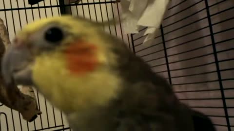 Teaching Cocktail bird Dance