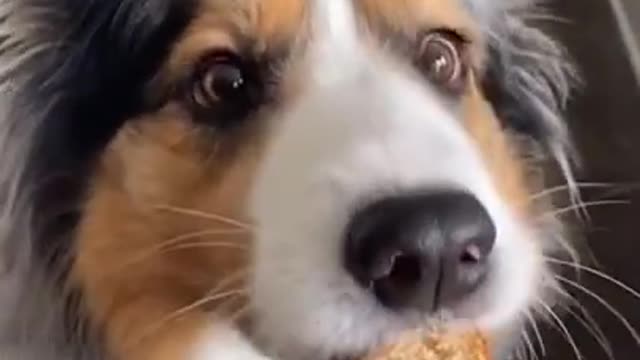 Funniest DOG Videos in 1 MINUTE!