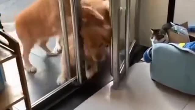 No doggo left behind