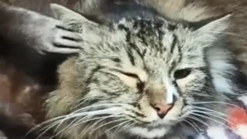 Sweet pet raccoon can't stop loving on cat best friend