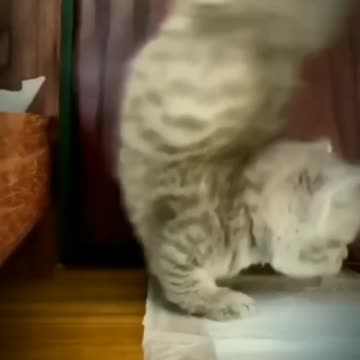 Funny cat with funny styles