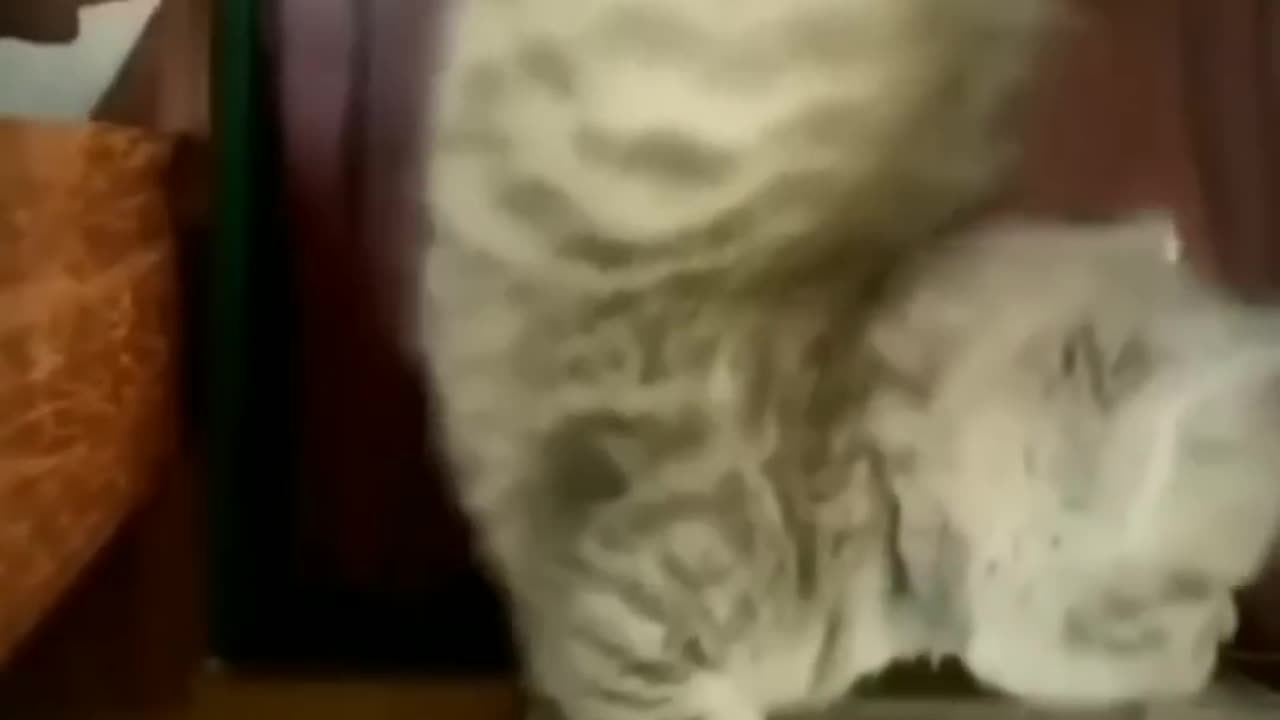 Funny cat with funny styles