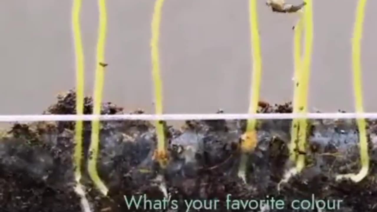 Tomato plant growing 😍 | Tomato seeds | epic closeup video😱🤟 |