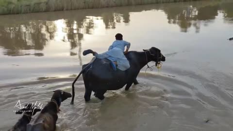 Village Life desi mahool