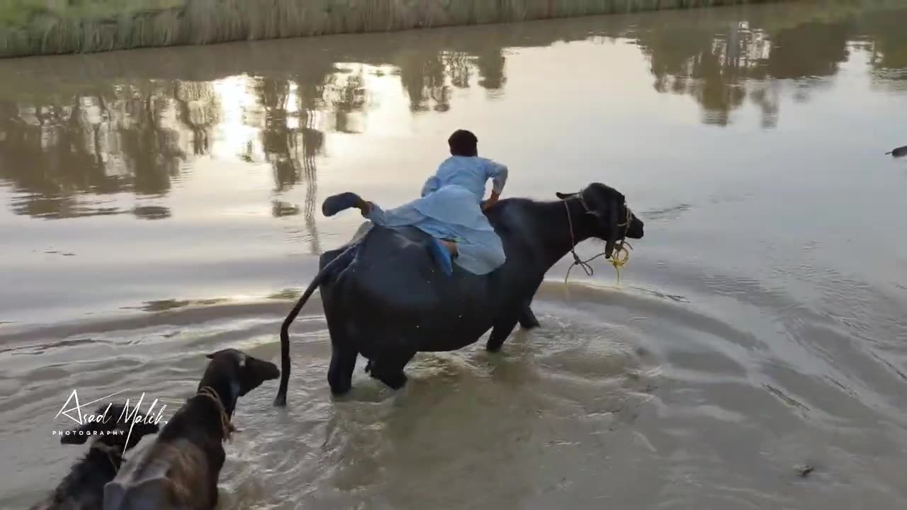 Village Life desi mahool