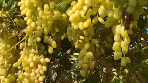 Earthen refrigerator in Afghanistan/grape