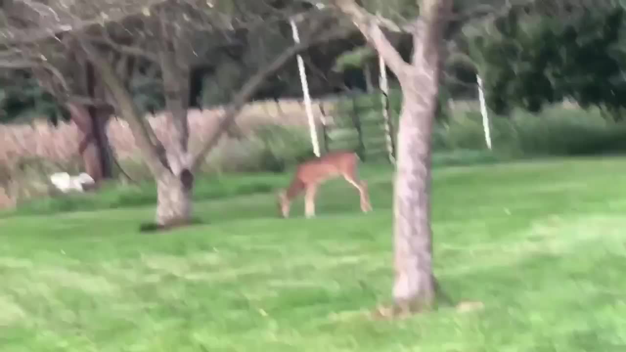 A family Deer in the front yard