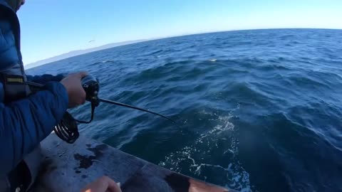 Daiwa 21 Seaborg Electric Reel