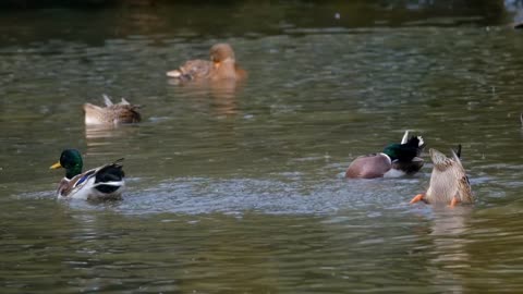 Ducks bathing in the river