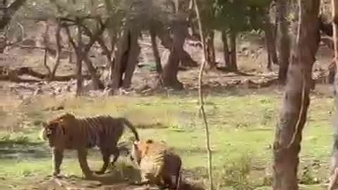 Tiger Fight in Zone 2 Ranthambore