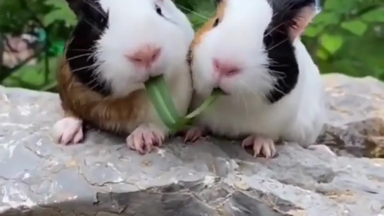 "Double Bunny Banquet: Grazing on Greenery"