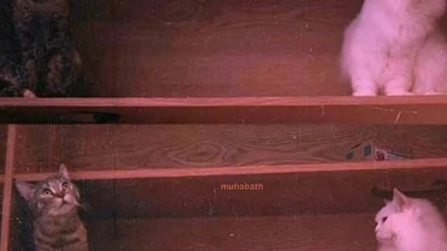 Cat love movement...❤️❤️