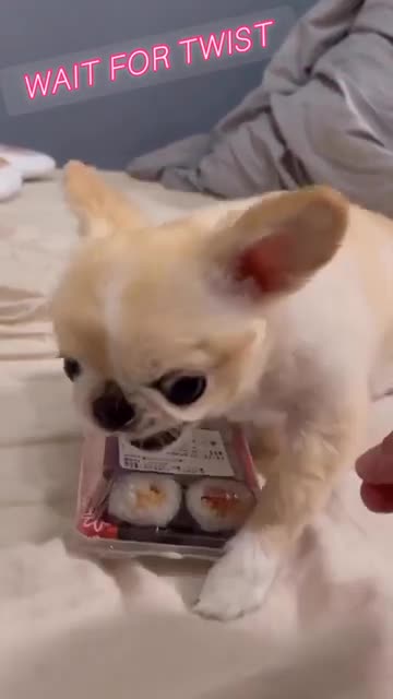 Dog funy videos😆 short video 😆😂😂😇