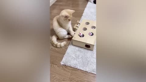 Funny Dogs And Cats Videos 2023 😅👌 - Best Animal Videos Of The Month 😁