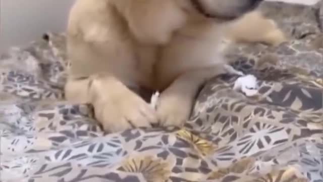 Funniest Videos 2022 😂 Funny Cats 🐱 and Dogs 🐶 Part 34