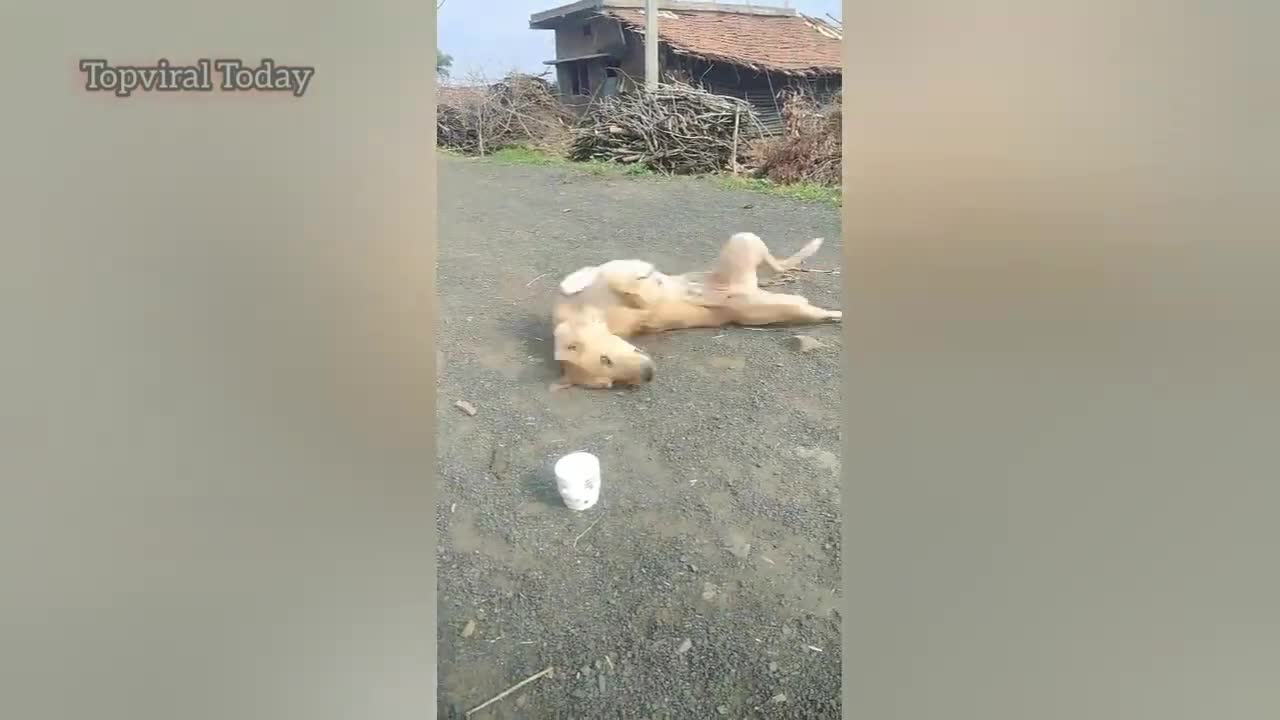 Funny Moments