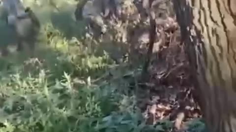 Khokhols Walking on mines. Judging by the screams,