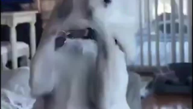 cute dogs funny videos