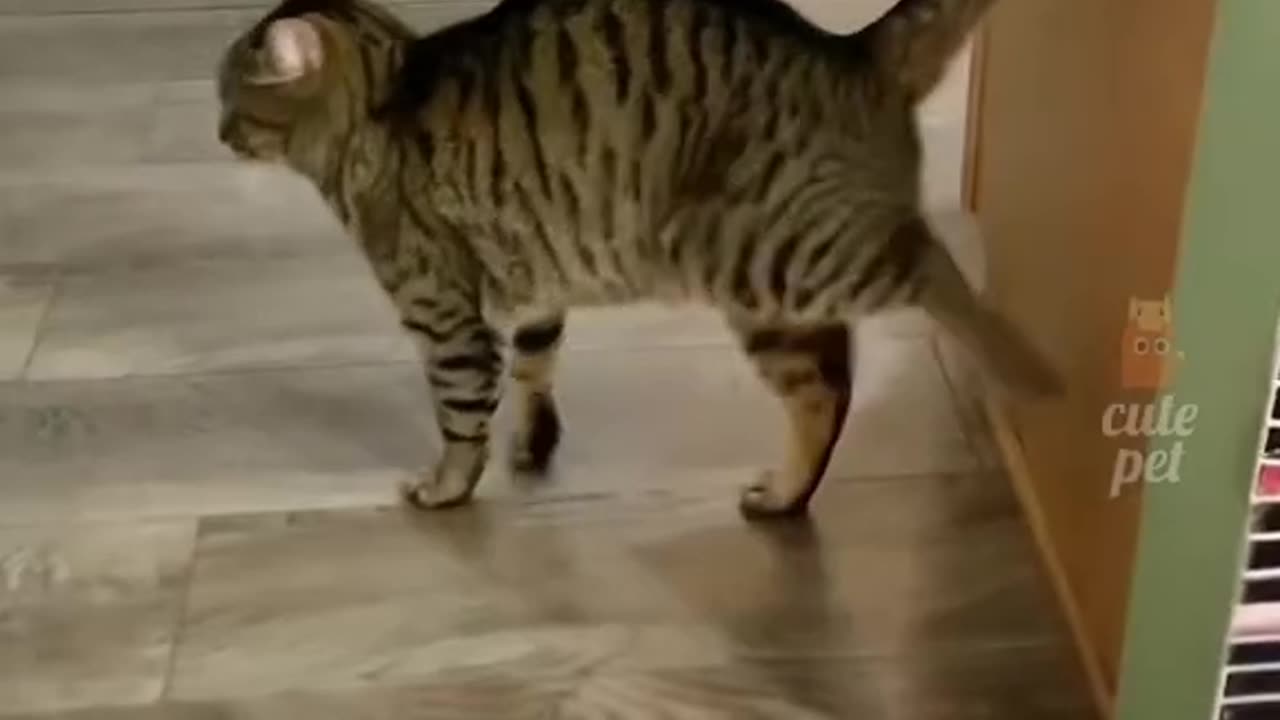 Cat funny