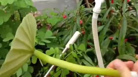 Shower watering can from nature itself