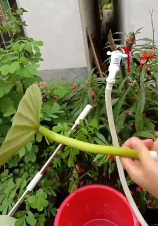 Shower watering can from nature itself