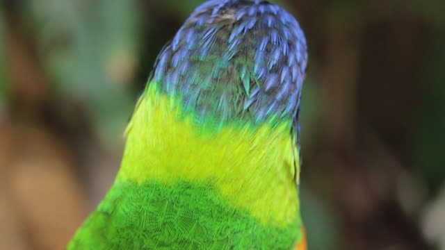 parrots talking to each other