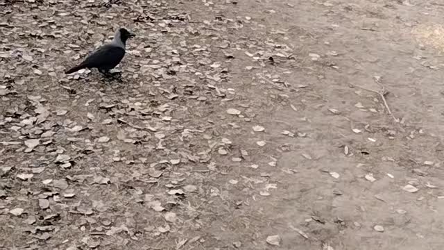 Crow 🐦 Video By Kingdom of Awais