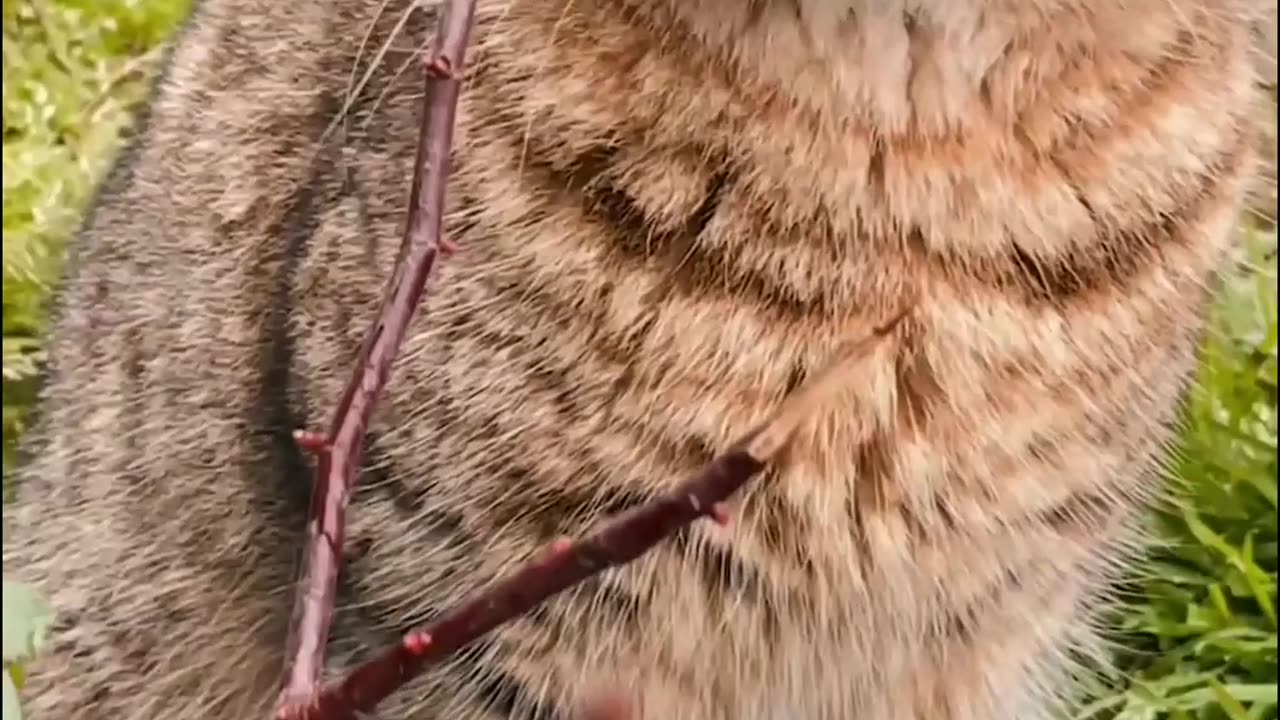 Beautiful and cute biggest cat.