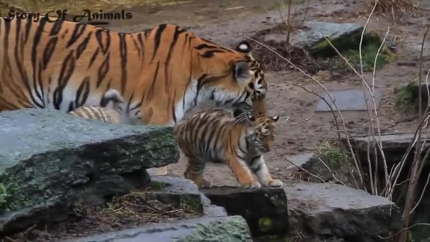 baby tigers fighting for supremacy