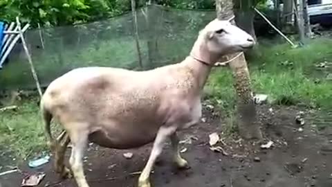 Bigest Body Sheep