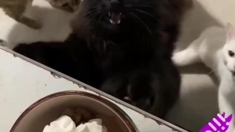 A group of cats are crying for food